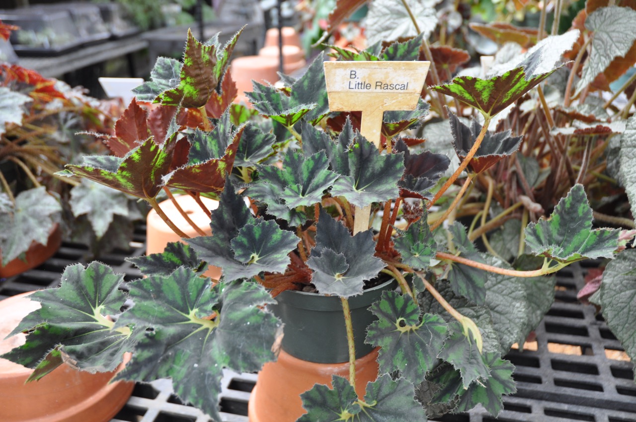B. ‘Little Rascal’